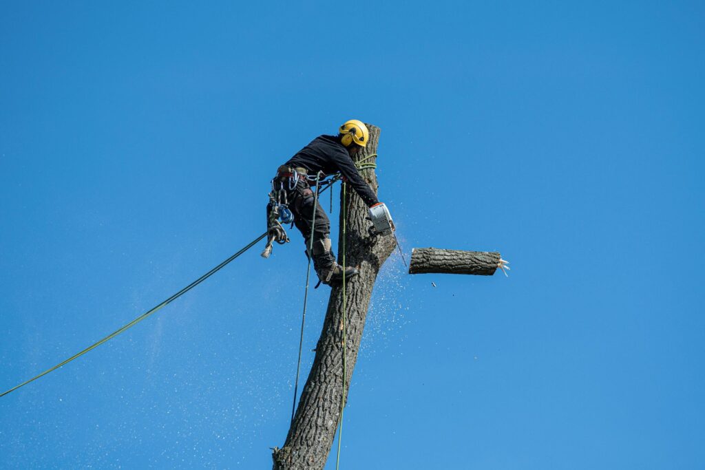 Tree lopper high up in a tree using a chainsaw to remove large branches in Sydney