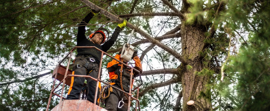 Two professional tree trimmers on a crane lift cutting high branches in Sydney